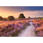 PUZZLE 1000 PEZZI ravensburger PINK PATHWAY originale 70 X 50 CM beautiful walkways