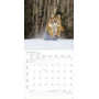 CALENDARIO 2027 korsch verlag BIG CATS quadrato 30X30CM da parete