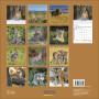 CALENDARIO 2027 korsch verlag BIG CATS quadrato 30X30CM da parete