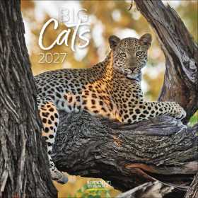 CALENDARIO 2027 korsch verlag BIG CATS quadrato 30X30CM da parete