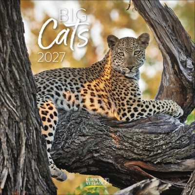 CALENDARIO 2027 korsch verlag BIG CATS quadrato 30X30CM da parete