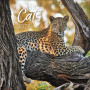 CALENDARIO 2027 korsch verlag BIG CATS quadrato 30X30CM da parete