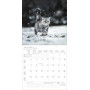 CALENDARIO 2027 korsch verlag CATS quadrato 30X30CM da parete