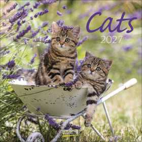 CALENDARIO 2027 korsch verlag CATS quadrato 30X30CM da parete