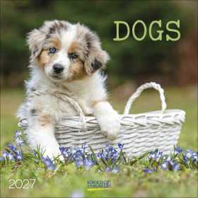 CALENDARIO 2027 korsch verlag DOGS quadrato 30X30CM da parete