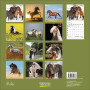 CALENDARIO 2027 korsch verlag HORSES quadrato 30X30CM da parete