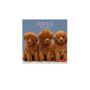 CALENDARIO 2027 da parete PUPPIES quadrato LEGAMI cm18x18