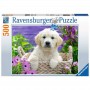 PUZZLE ravensburger DOLCE GOLDEN RETRIEVER original 1000 PEZZI soft click 49 X 36 CM Ravensburger - 1